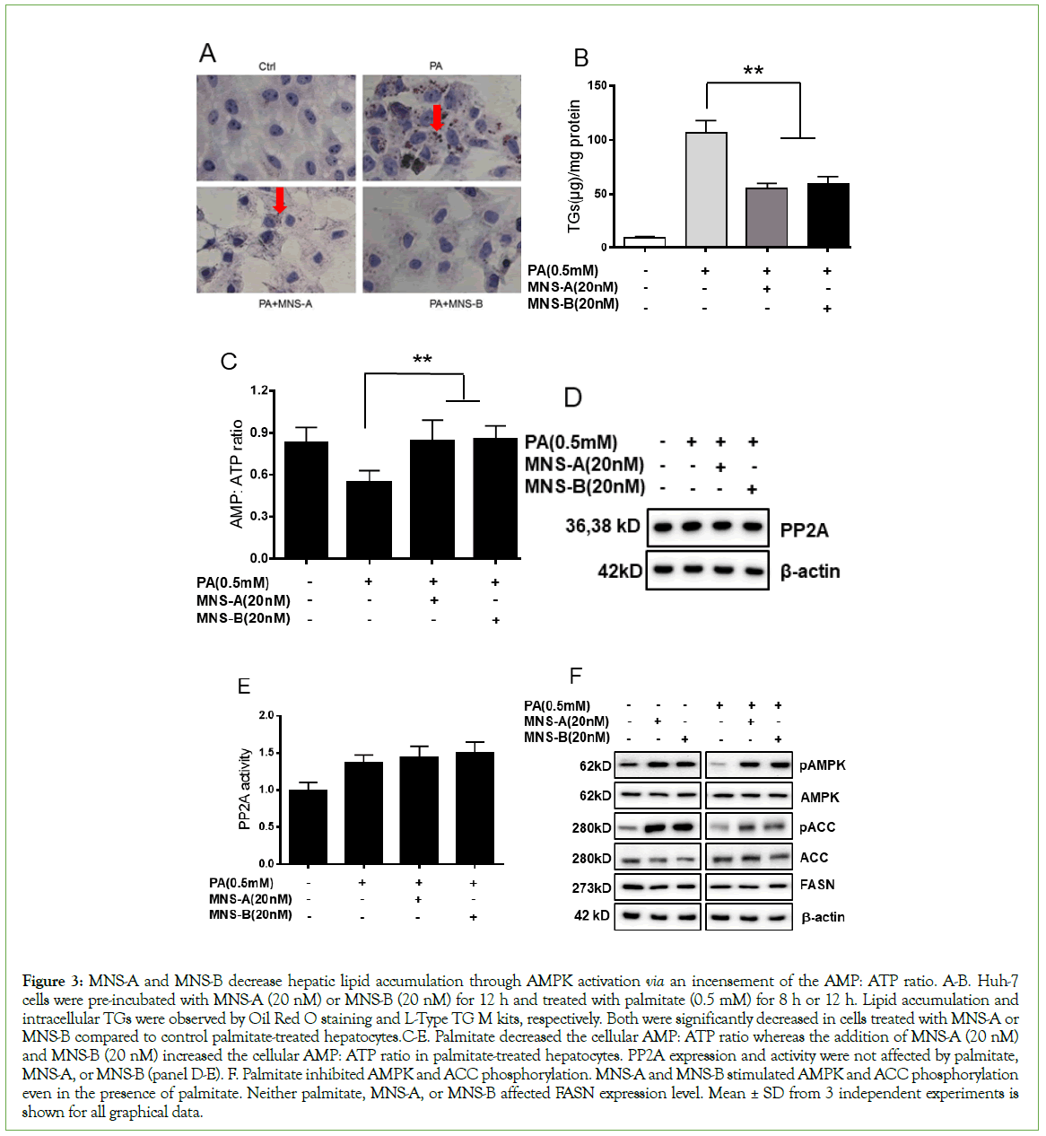 biomolecular-research-hepatic