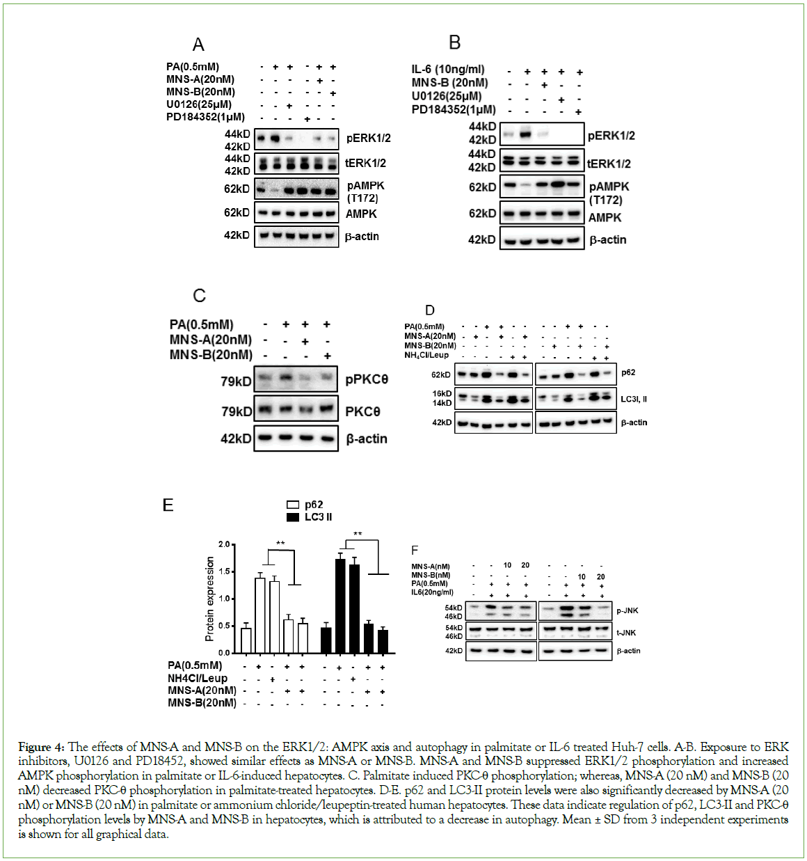 biomolecular-research-hepatocytes