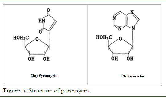 clinical-reserch-puromycin