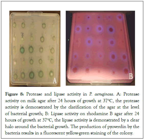 Bacteriology-Parasitology-activity