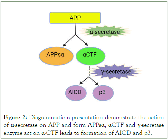 Experimental-Pharmacology-secretase