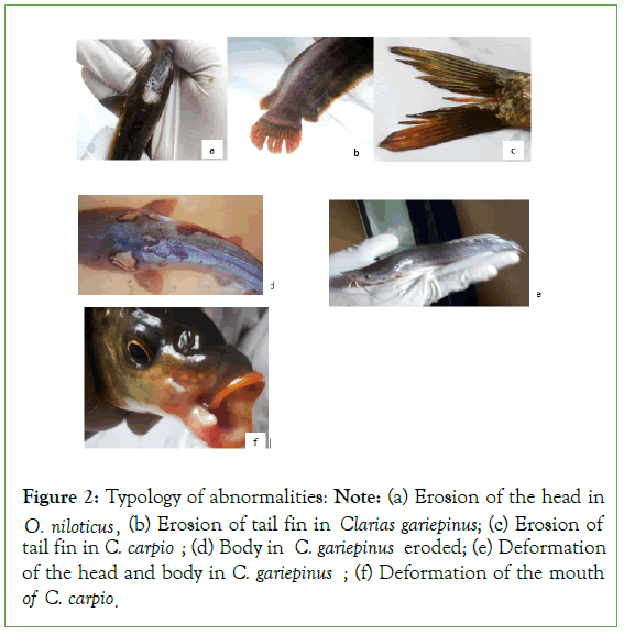 aquaculture-research-abnormalities