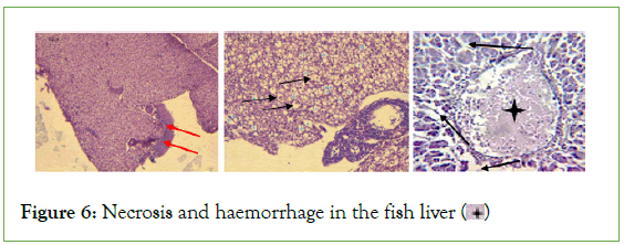 aquaculture-research-haemorrhage