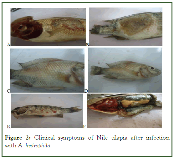 aquaculture-research-tilapia