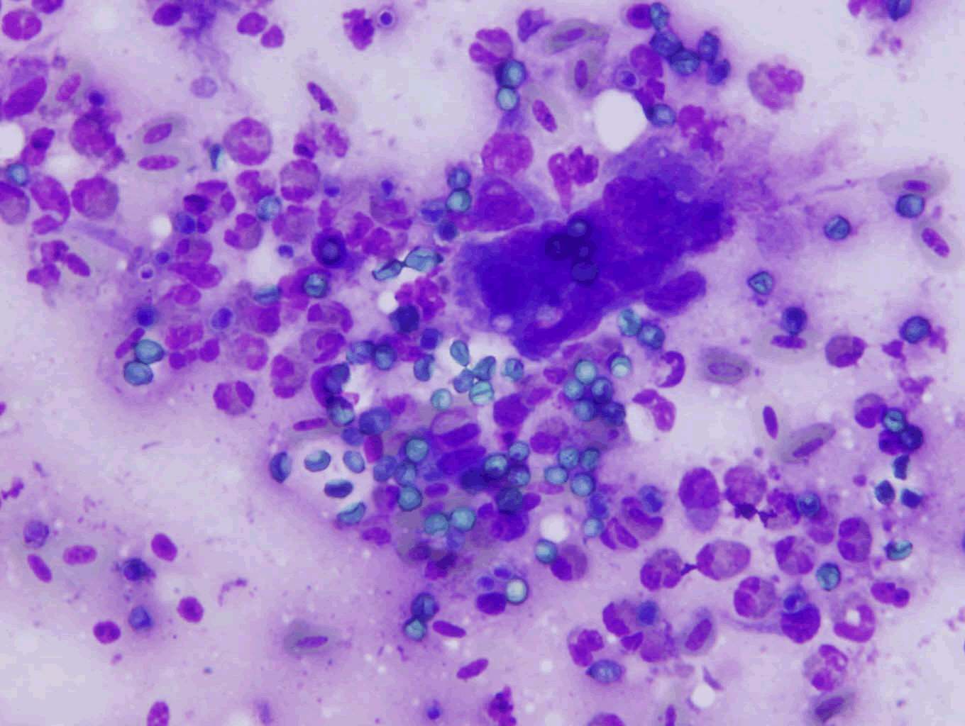 biology-medicine-cytology