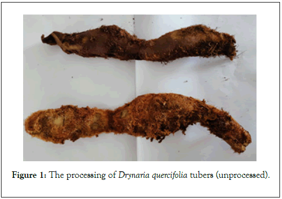 food-processing-quercifolia