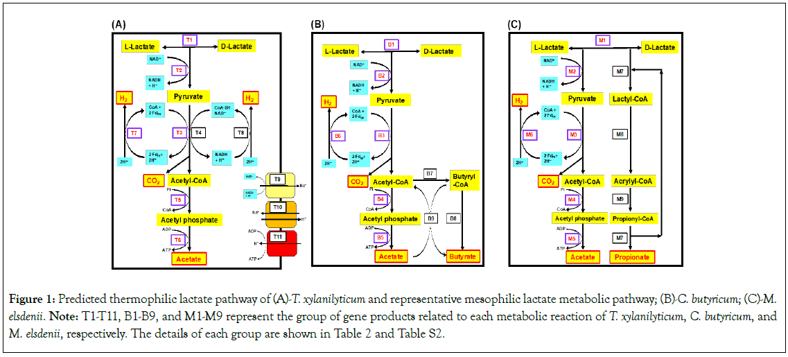 Bacteriology-Parasitology-xylanilyticum