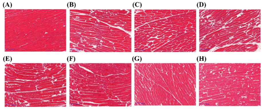 Food-Processing-microstructure