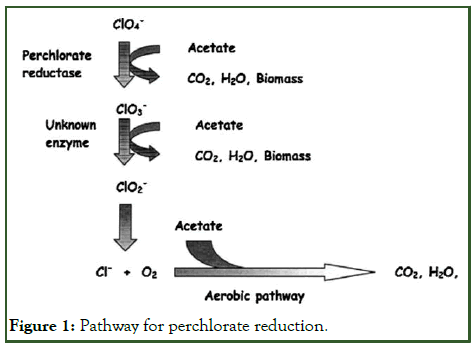 JAO-Pathway