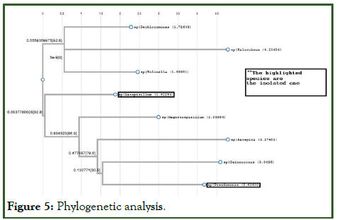 JAO-Phylogenetic