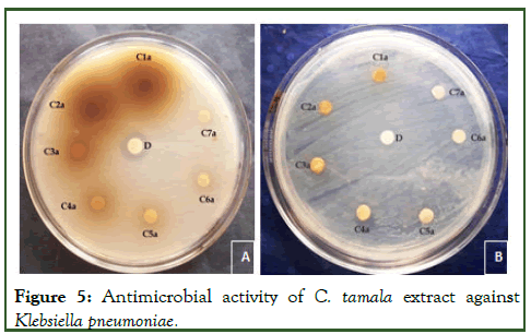 JNDT-Klebsiella