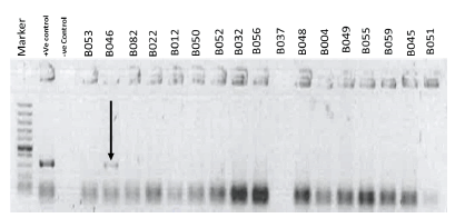 bacteriology-marker