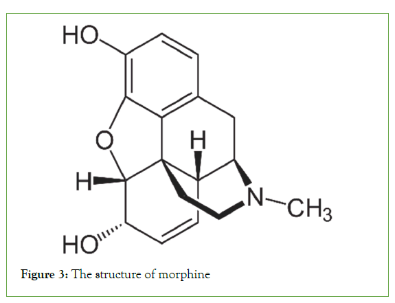 bacteriology-morphine