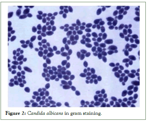 cmo-Candida