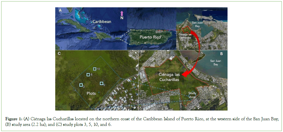 coastal-development-Caribbean