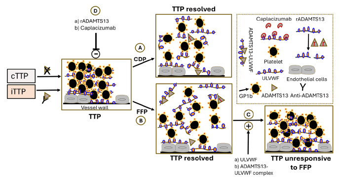 disorders-transfusion-mechanisms