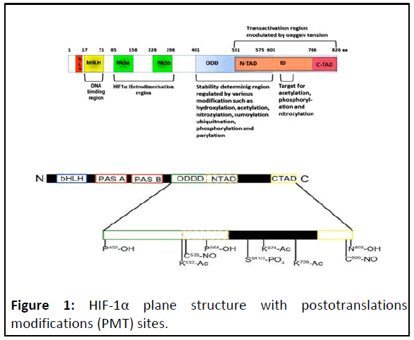 ipacr-HIF