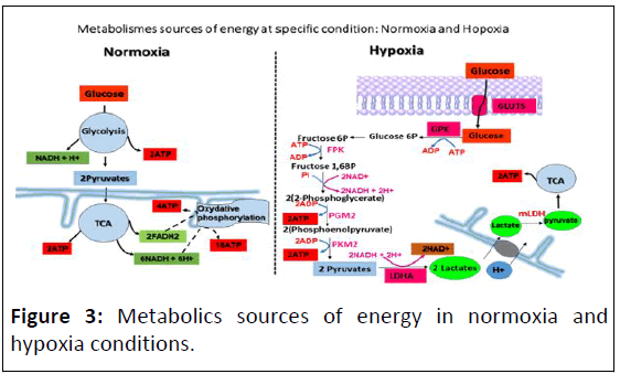 ipacr-Metabolics