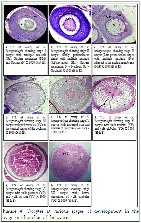 jard-Oocytes