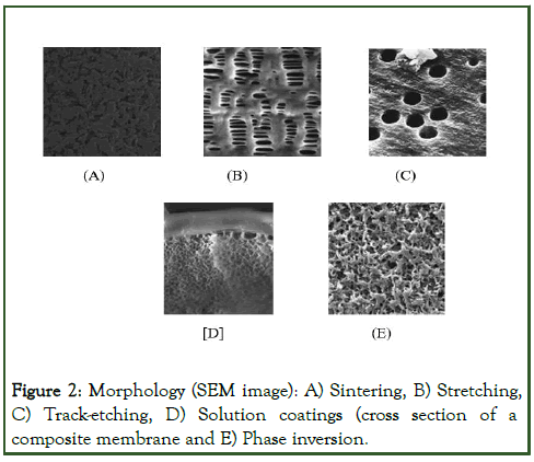 jmst-Morphology