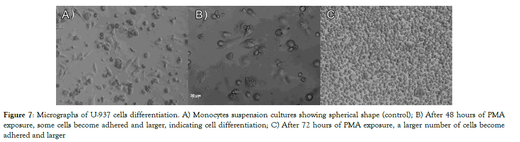 nanomedicine-nanotechnology-cultures-showing