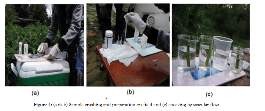 plant-pathology-microbiology-checking