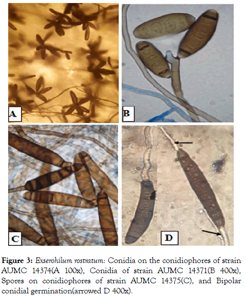 plant-pathology-microbiology-germination