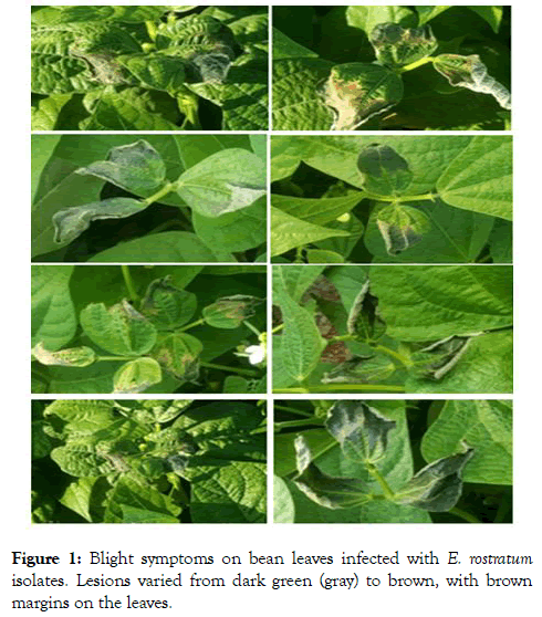 plant-pathology-microbiology-infected