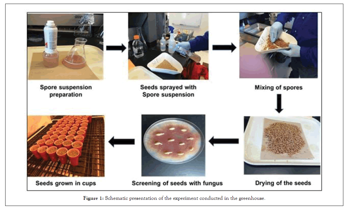 plant-pathology-microbiology-schematic-presentation