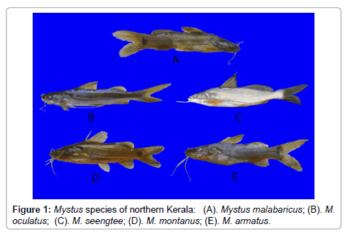 Taxonomic Notes On Mystus Species Of Northern Kerala