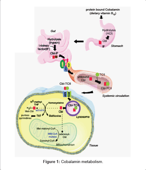 The Syndrome of Food-Cobalamin Malabsorption: A Personal View in a ...