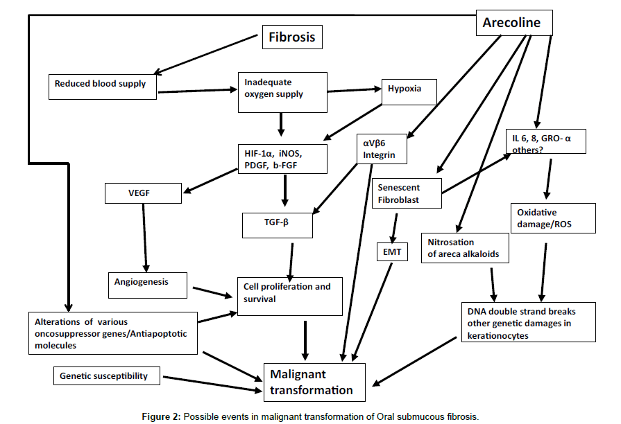 Oral Submucous Fibrosis: Review on Mechanisms of Pathogenesis and ...