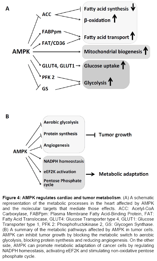 AMP-Activated Protein Kinase Signalling In Cancer And Cardiac Hyp