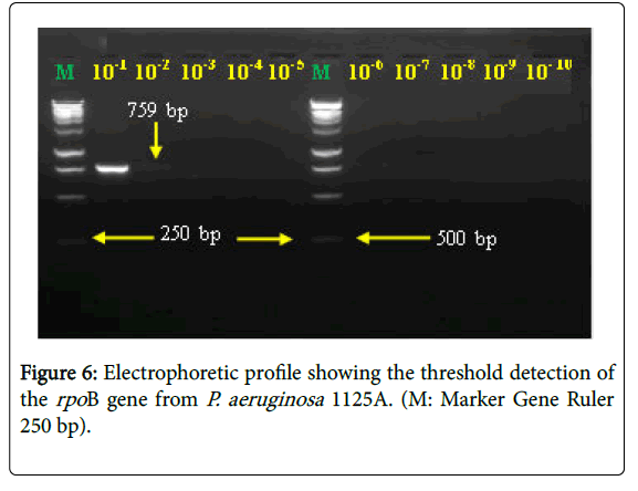 Comparative Evaluation Of Molecular Detection Performance Of ...