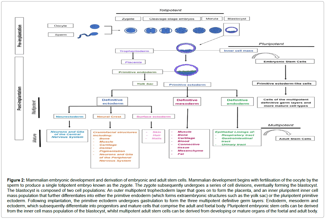 Laboratory Training Guidelines for Clinicians Undertaking Stem Cell Therapy