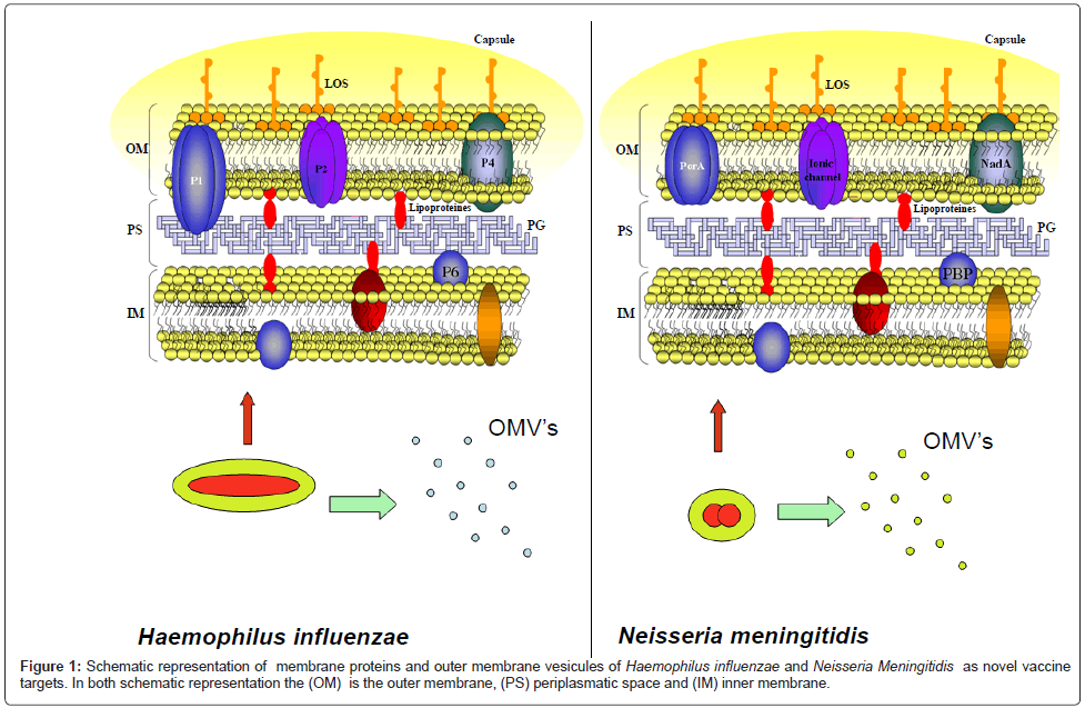 Full article: Intranasal and Intramuscular Immunization with Outer Membrane  Vesicles from Serogroup C Meningococci Induced Functional Antibodies and  Immunologic Memory