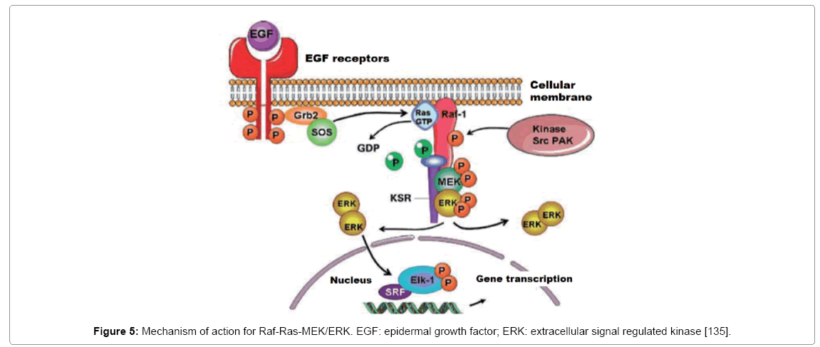 Physiopathology of Pulmonary Hypertension: from Bio-Molecular Mechanism ...